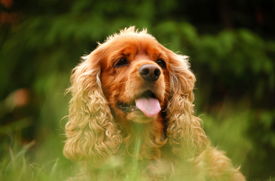 Field Spaniel Health and Care Field Spaniel Health and Care