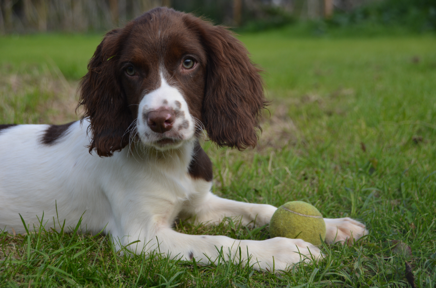 Field Spaniel Feeding and Grooming Field Spaniel Feeding and Grooming
