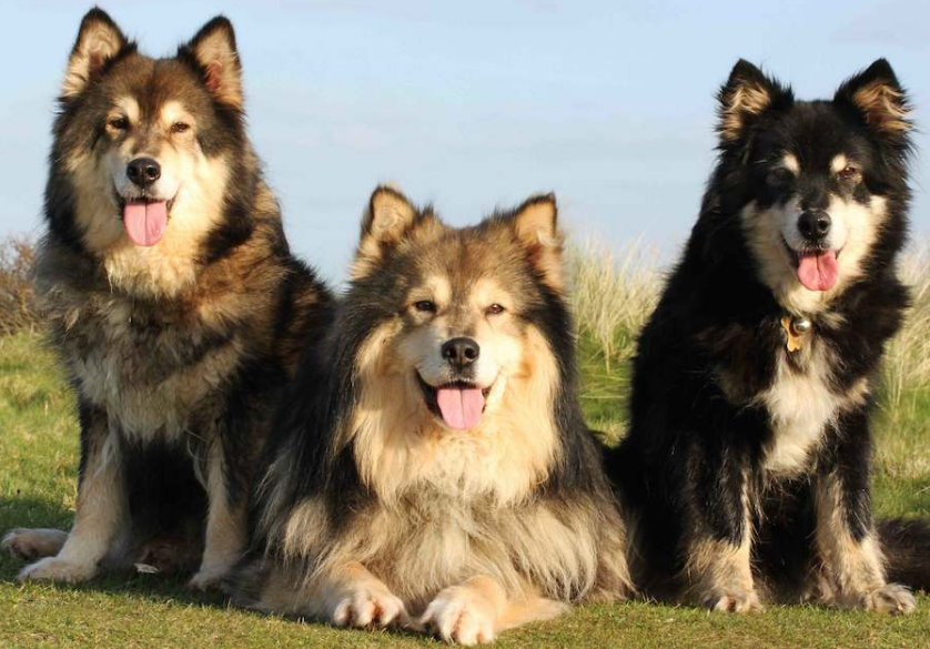 Finnish Lapphund Grooming Finnish Lapphund Grooming