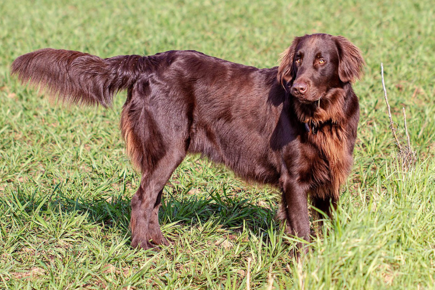 Flat-Coated Retriever Health Flat-Coated Retriever Health