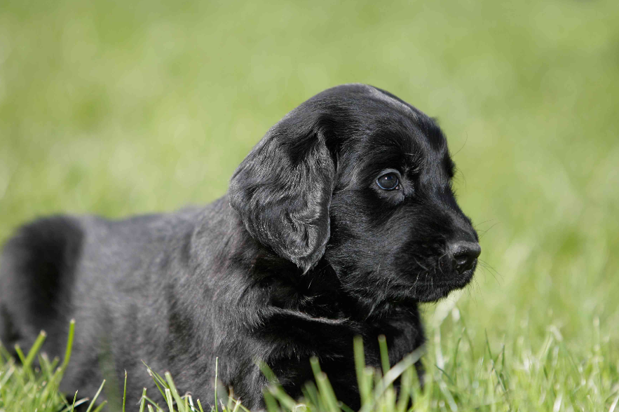 Flat-Coated Retriever puppy Flat-Coated Retriever puppy