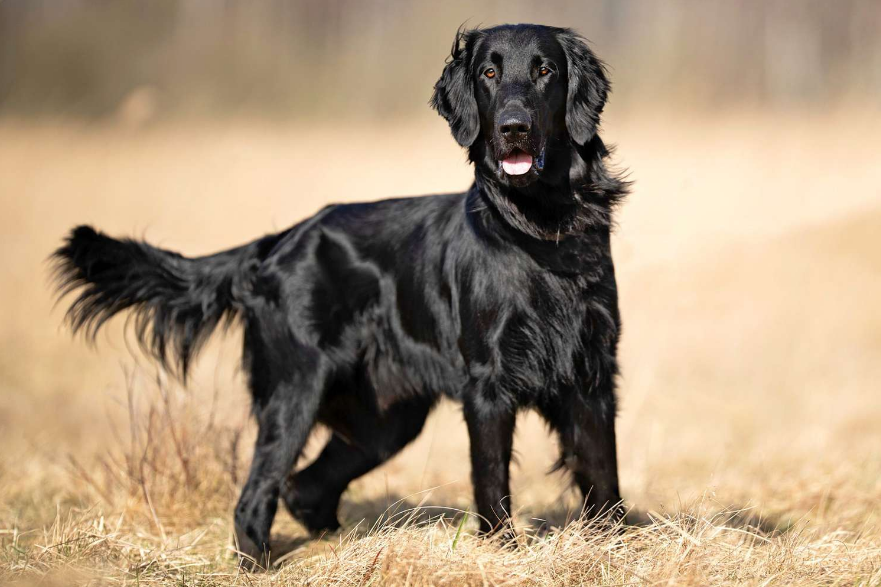 Flat-Coated Retriever Black Flat-Coated Retriever Black