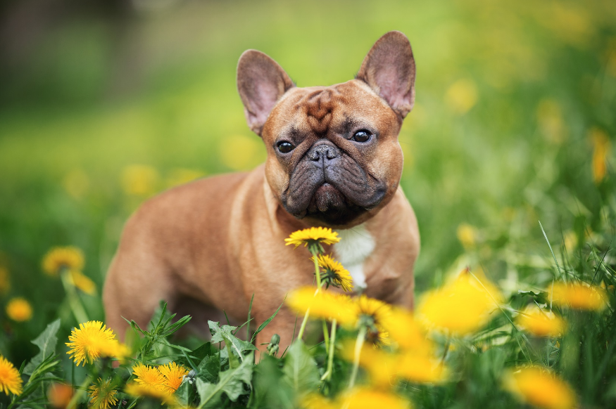 French Bulldog in garden French Bulldog in garden