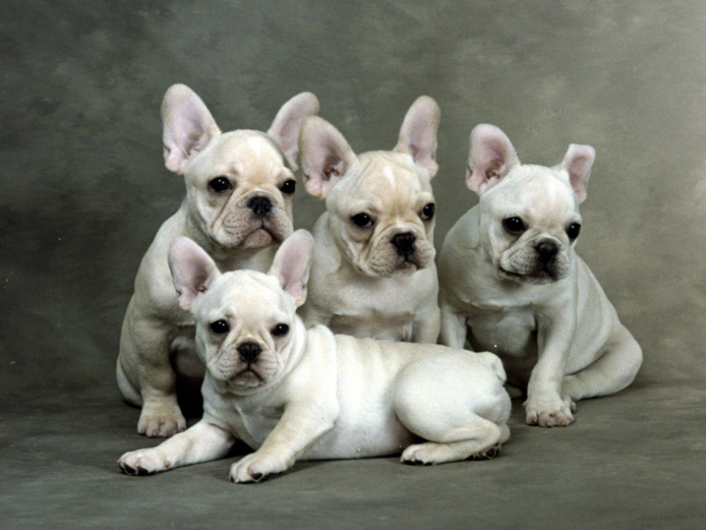 French Bulldog puppy French Bulldog puppy
