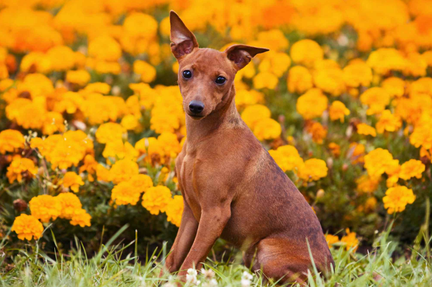 German Pinscher Puppy German Pinscher Puppy
