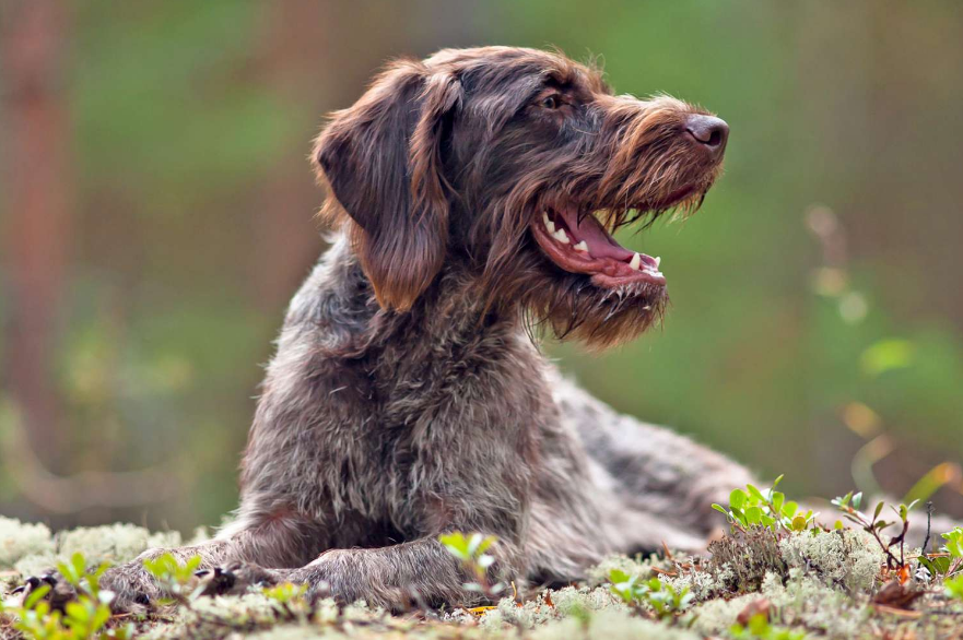 German Wirehaired Pointer sitting German Wirehaired Pointer sitting