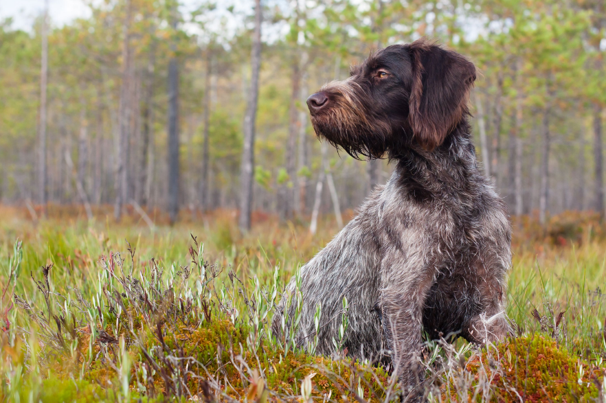 German Wirehaired Pointer at forest German Wirehaired Pointer at forest