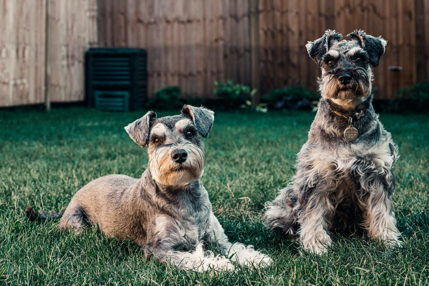 Giant Schnauzer puppies care Giant Schnauzer puppies care