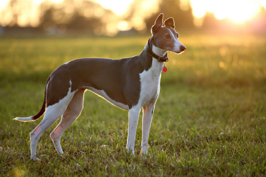 Greyhound Dog puppy Greyhound Dog puppy